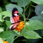 Tamron 17-50 2.8 Testbild Schmetterling