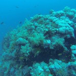 Korallenblock in Hurghada Ägypten - fotografiert mit der GoPro